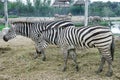 The pair of Zebras Equus burchell`s eating the haulm, rhinoceroses, camel and big birds on the background. Animals in natural co