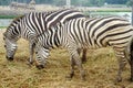 The pair of Zebras Equus burchell`s eating the haulm, rhinoceroses, camel and big birds on the background. Animals in natural co