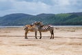 A pair of zebras hugging against the background of Lake Nakuru, Kenya