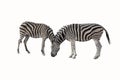 Pair of zebras isolated on white background