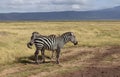 Pair zebras in the pasture during safari in the Ngorongoro crater in Tanzania