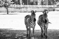 Pair of zebras standing together Royalty Free Stock Photo