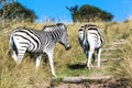 Pair of Zebras Walking up Hiking Trail