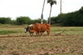 Pair of zebus plowing the land in Pinar del RÃÂ­o, Cuba. Cuban cattle. Cuban agriculture and livestock. Manual plow drawn by animal