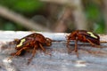 Zig-Zag Fruit Chafer Beetles Anisorrhina flavomaculata