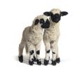 Paire of Lambs Valais Blacknose sheep standing on white Royalty Free Stock Photo