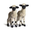 Paire of Lambs Valais Blacknose sheep standing on white Royalty Free Stock Photo