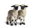 Paire of Lambs Valais Blacknose sheep standing on white Royalty Free Stock Photo