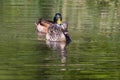 Paired Mallard ducks