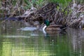 Paired Mallard ducks