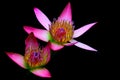 Paired pink asian water lilies against black background