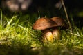 Paired up mushrooms Royalty Free Stock Photo