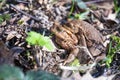 The pairing of common toads Royalty Free Stock Photo