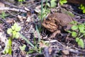 The pairing of common toads Royalty Free Stock Photo