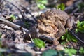 The pairing of common toads Royalty Free Stock Photo