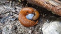 Closeup of European red slug pair during mating