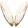 Pairs of cicada wings