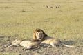 Pairs of lions resting after plentiful feeding Royalty Free Stock Photo