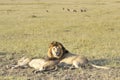 Pairs of lions resting after plentiful feeding