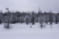 Paisaje invernal con bosques llenos de nieve.