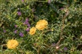 Paisley flower,Portulaca oleracea Royalty Free Stock Photo