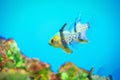 Pajama Cardinal Fish Royalty Free Stock Photo