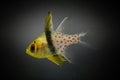 Pajama cardinal fish Royalty Free Stock Photo