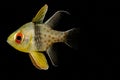 Pajama Cardinalfish - Sphaeramia nematoptera Royalty Free Stock Photo