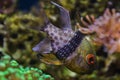 Pajama cardinalfish Sphaeramia nematoptera Royalty Free Stock Photo