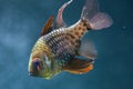 Pajama cardinalfish Sphaeramia nematoptera Royalty Free Stock Photo