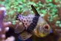 Pajama cardinalfish (Sphaeramia nematoptera). Royalty Free Stock Photo