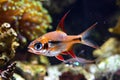 Pajama Cardinalfish (Sphaeramia nematoptera)