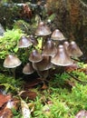 Pajarito Mushrooms from Oaxaca forests Royalty Free Stock Photo