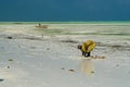 PAJE, ZANZIBAR - DECEMBER 17. 2007: African woman in traditional yellow clothes searching crabs and sea shells in white sand with