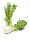 Pak Choi Royalty Free Stock Photo