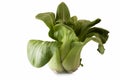 Pak Choi Royalty Free Stock Photo