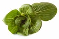 Pak Choi Royalty Free Stock Photo