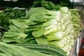 Pak choi also known as Bok choy