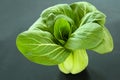 Pak Choi or Bok Choy