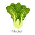 Pak choi cabbage or chinese cabbage