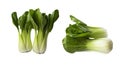 Pak choi cabbage isolated on a white background. Fresh chinese cabbage on white.