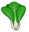 Pak-Choi (Chinese Cabbage).