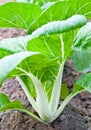 Pak Choi plant