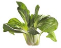 Pak Choi plant, Asian vegetable, ready to cook