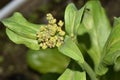 A Pak Choi Plant with Flowers