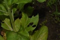 A Pak Choi Plant with Holes and Bites Created by Insects and Garden Pests