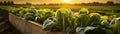 Pak Choi salad in a wooden box with field and sunset in the background.