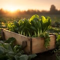 Pak Choi salad in a wooden box with field and sunset in the background.