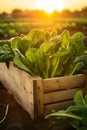 Pak Choi salad in a wooden box with field and sunset in the background.