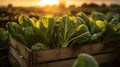 Pak Choi salad in a wooden box with field and sunset in the background.